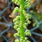 Reseda luteola 花