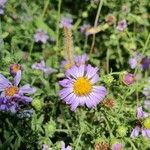 Machaeranthera tanacetifolia Blomst