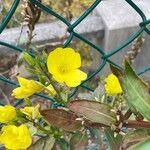Oenothera parviflora Květ