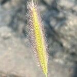 Tetrapogon villosus Květ