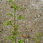 Scrophularia oblongifolia Fruit