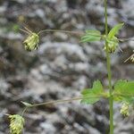 Thalictrum macrocarpum Egyéb