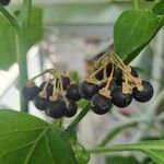 Solanum chenopodioides Frucht