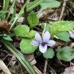 Viola rostrata Habit