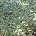 Echium brevirame List