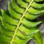 Polystichum lonchitis Лист