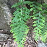 Polypodium californicum Hoja