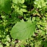 Crepis paludosa Leaf