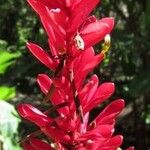 Alpinia purpurata Flower