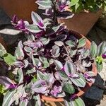 Tradescantia cerinthoidesÇiçek