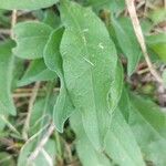 Centaurea jaceaFuelha