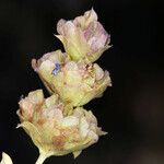 Salvia dorrii Cvet
