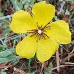 Diatelia tuberaria Fula