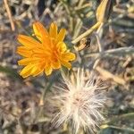 Launaea arborescensFiore