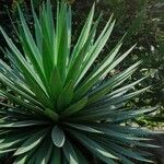 Agave sisalanaഇല