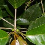 Ficus citrifolia Habit