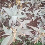 Persicaria senegalensis Leaf