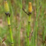 Equisetum laevigatum ফল