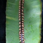 Oleandra wallichii Leaf