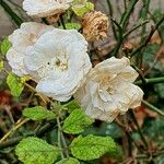 Rosa banksiae Leaf