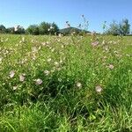 Malva alcea Vekstform