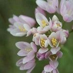 Allium roseum Blomma