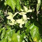 Cornus floridaŽiedas