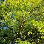 Celtis occidentalis Habitus