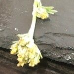 Artemisia umbelliformis Virág