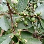 Psidium guineense 叶