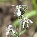 Silene gallica Blüte