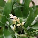 Catopsis sessiliflora 花