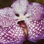 Vanda coerulea Λουλούδι