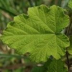 Rubus alceifolius Leaf