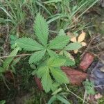 Potentilla simplex Leaf