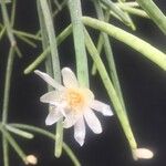 Rhipsalis neves-armondii Fula