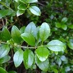 Rubia fruticosa Otro