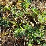 Cytisus decumbens Folla