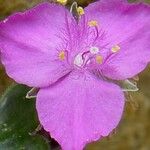 Callisia navicularis Flower