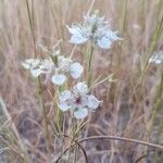 Nigella arvensisപുഷ്പം