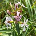 Saponaria officinalisFleur