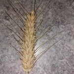 Triticum turgidum Hoja