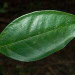 Eugenia anastomosans 葉