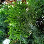 Chamaecyparis obtusa Hoja