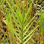 Distichlis spicata ഇല