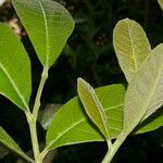 Cupania rufescens পাতা