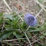 Globularia vulgaris Habitus