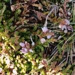 Calluna vulgarisFlower