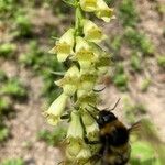 Digitalis luteaFleur