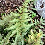 Athyrium niponicum Folla